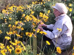 Mother with balsam root